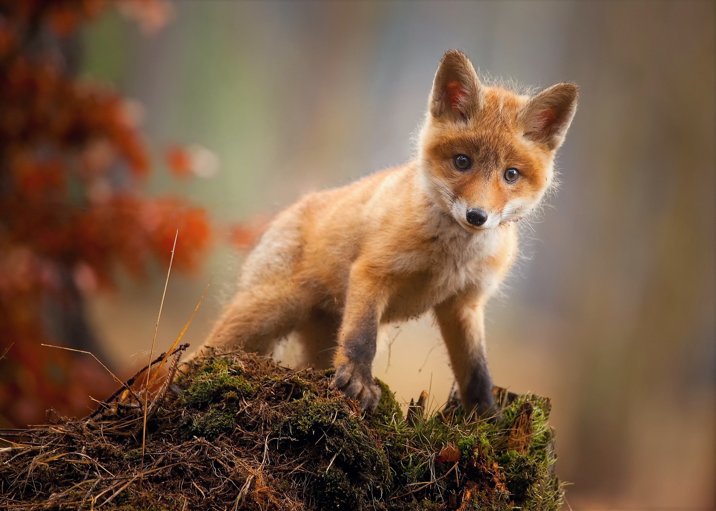 carta da parati baby fox,volpe rossa,volpe,natura,volpe veloce,animale terrestre