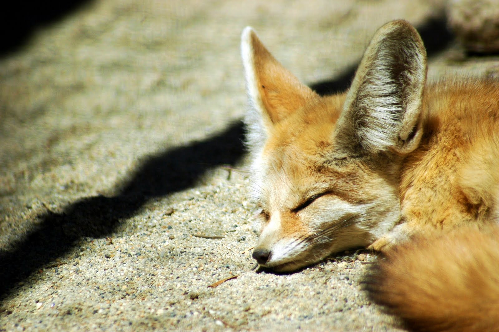 Baby Fox Wallpaper Mammal Vertebrate Fennec Fox Canidae Fox 5915 Wallpaperuse