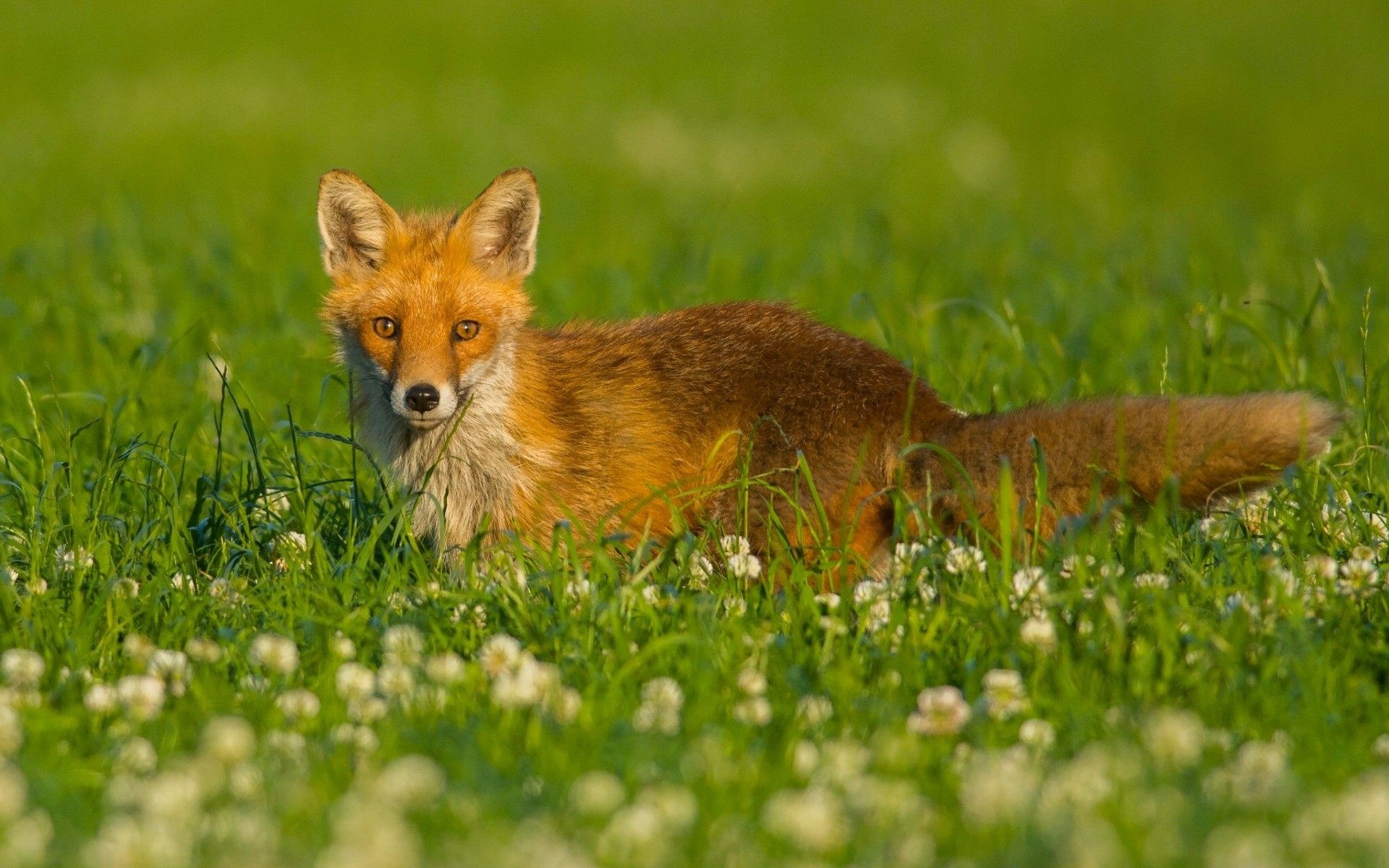 carta da parati baby fox,volpe rossa,volpe,natura,paesaggio naturale,volpe veloce