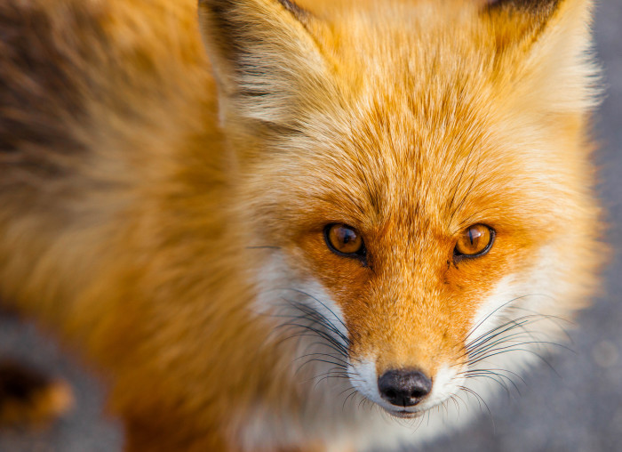 fox wallpaper hd,volpe rossa,volpe,natura,pelliccia,barba