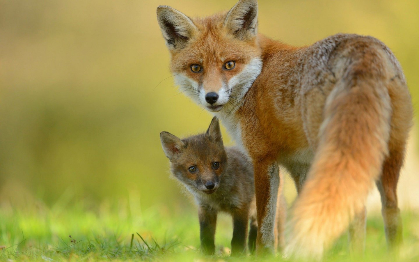 fox wallpaper hd,red fox,mammal,vertebrate,wildlife,fox