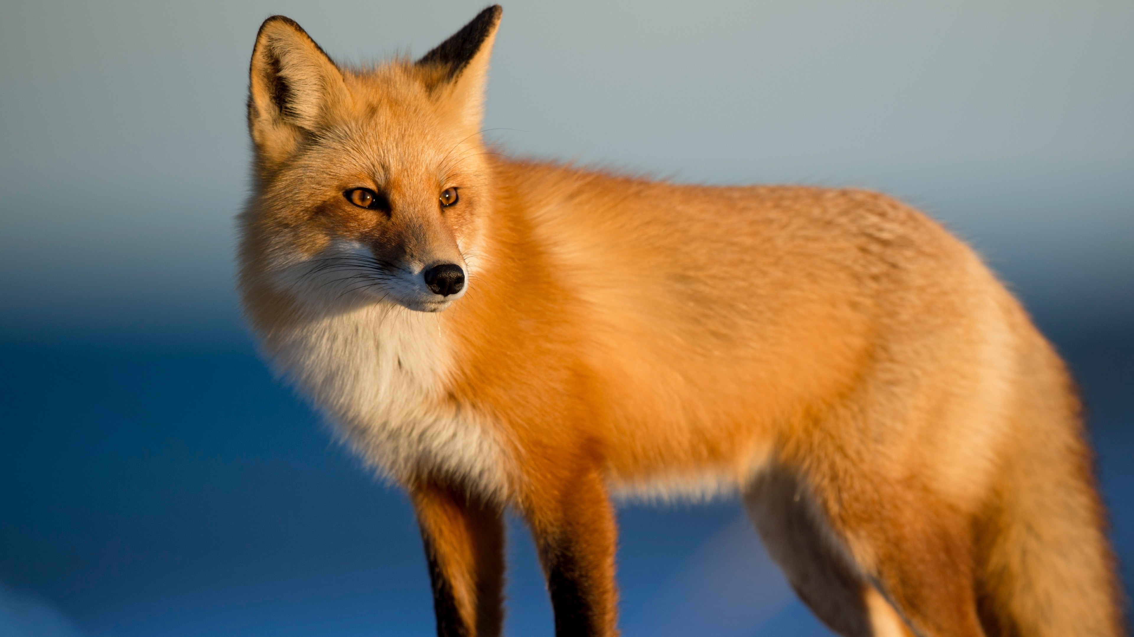 fox wallpaper hd,volpe rossa,volpe,natura,volpe veloce,grugno