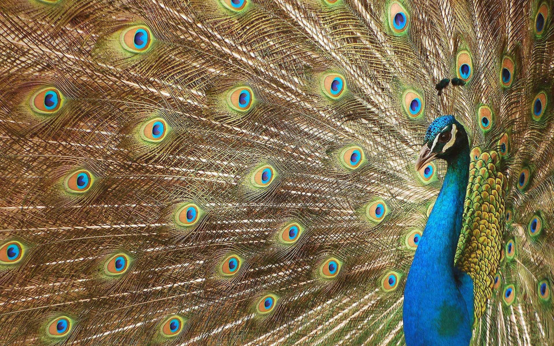 peacock wallpaper,peafowl,feather,bird,galliformes,phasianidae