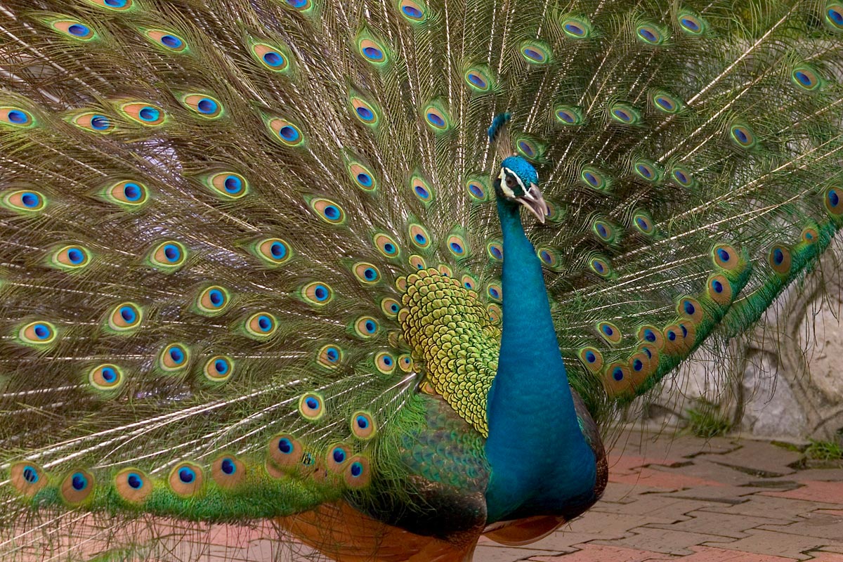 peacock wallpaper,peafowl,bird,feather,galliformes,phasianidae