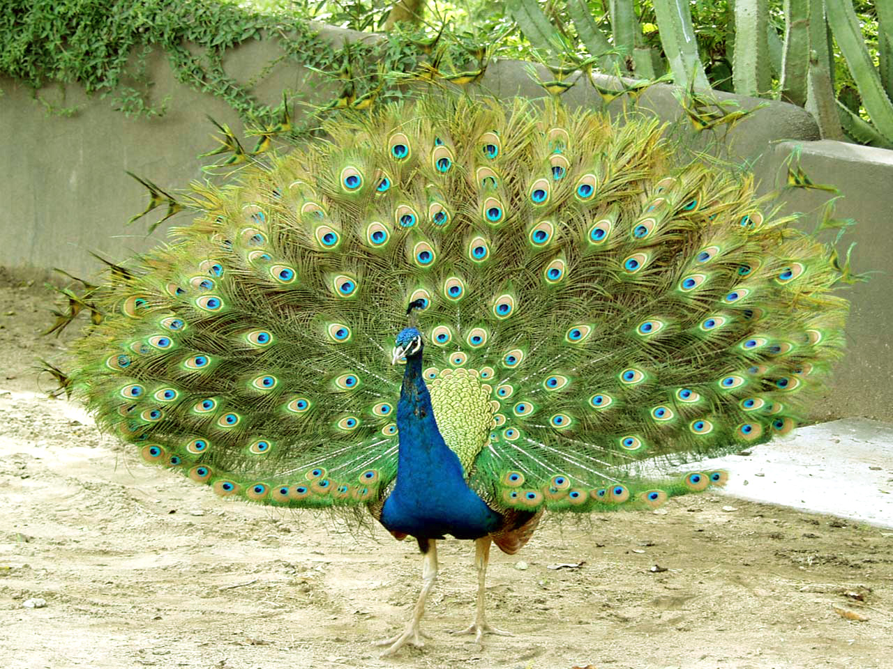 papel pintado de pavo real,pavo real,pájaro,pluma,phasianidae,fauna silvestre