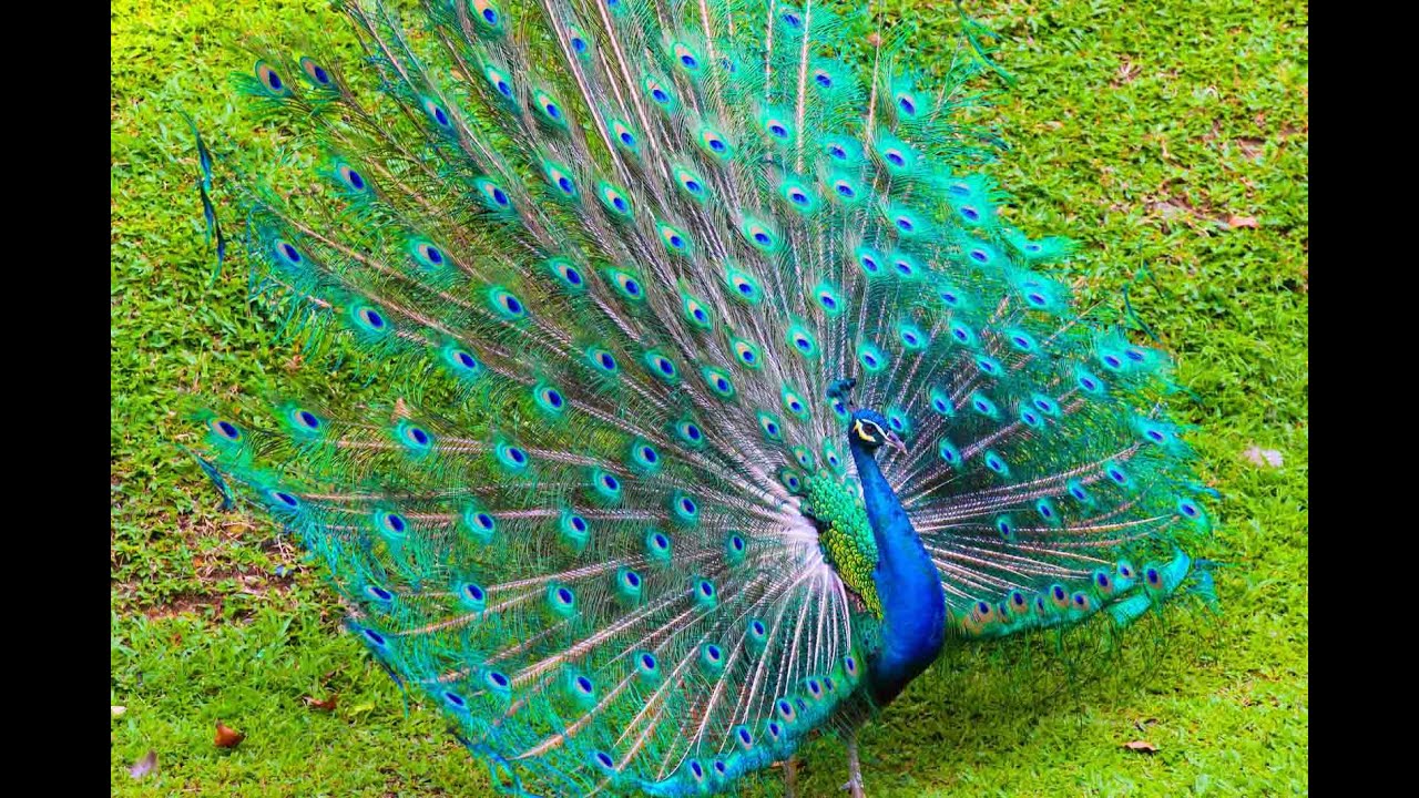 papel pintado de pavo real,pavo real,pájaro,pluma,phasianidae,azul eléctrico
