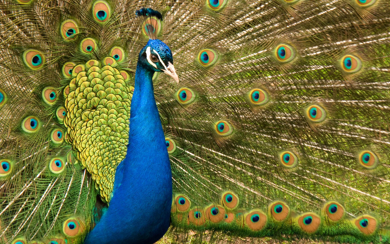 peacock wallpaper,peafowl,bird,feather,galliformes,phasianidae