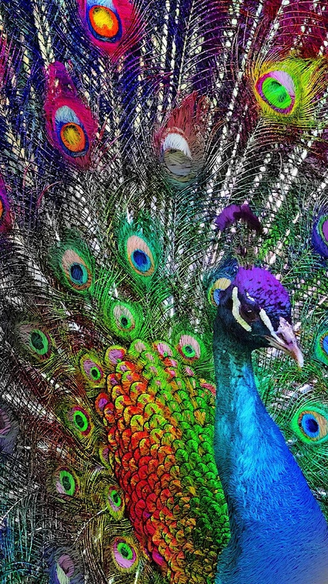 peacock wallpaper,peafowl,feather,bird,galliformes,phasianidae
