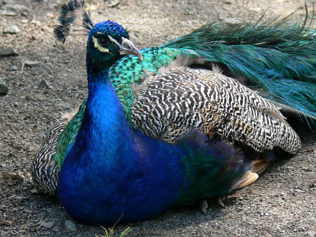 peacock wallpaper,peafowl,bird,galliformes,feather,beak