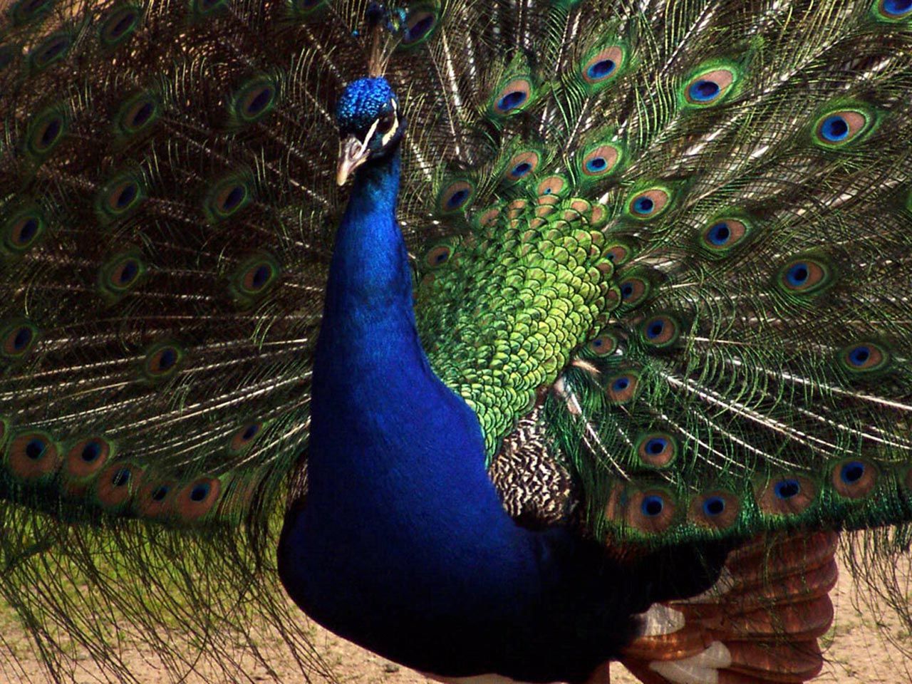 papel pintado de pavo real,pavo real,pájaro,pluma,phasianidae,azul eléctrico