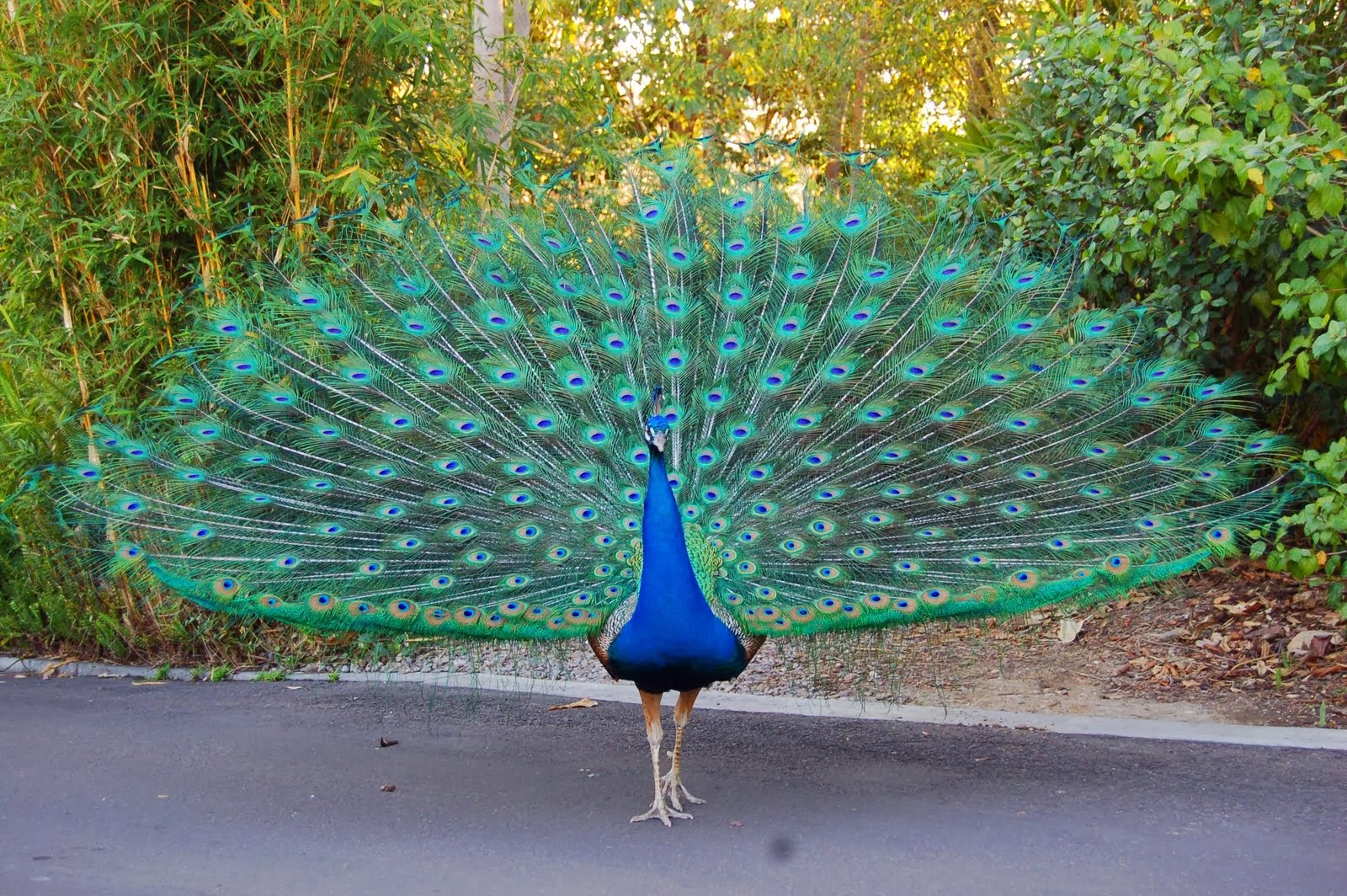 pfauentapete,pfau,vogel,feder,phasianidae,baum