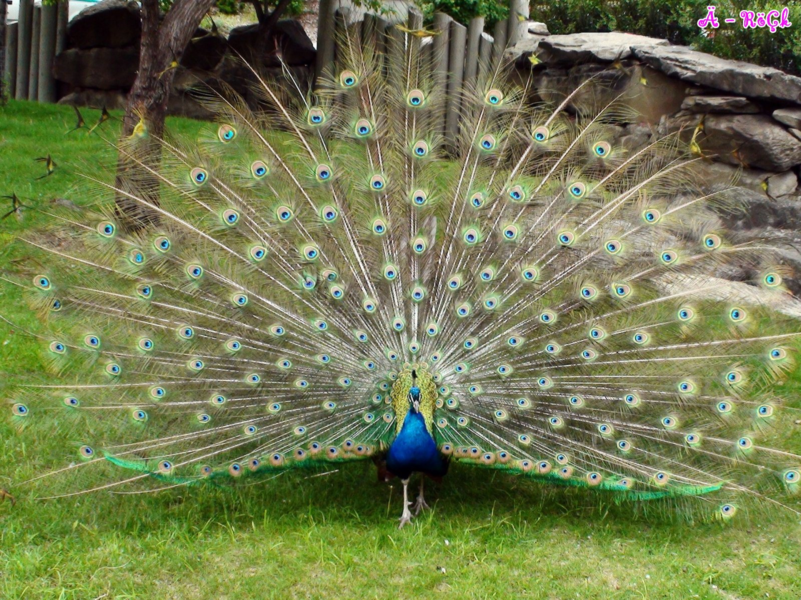 peacock wallpaper,peafowl,bird,feather,galliformes,beak