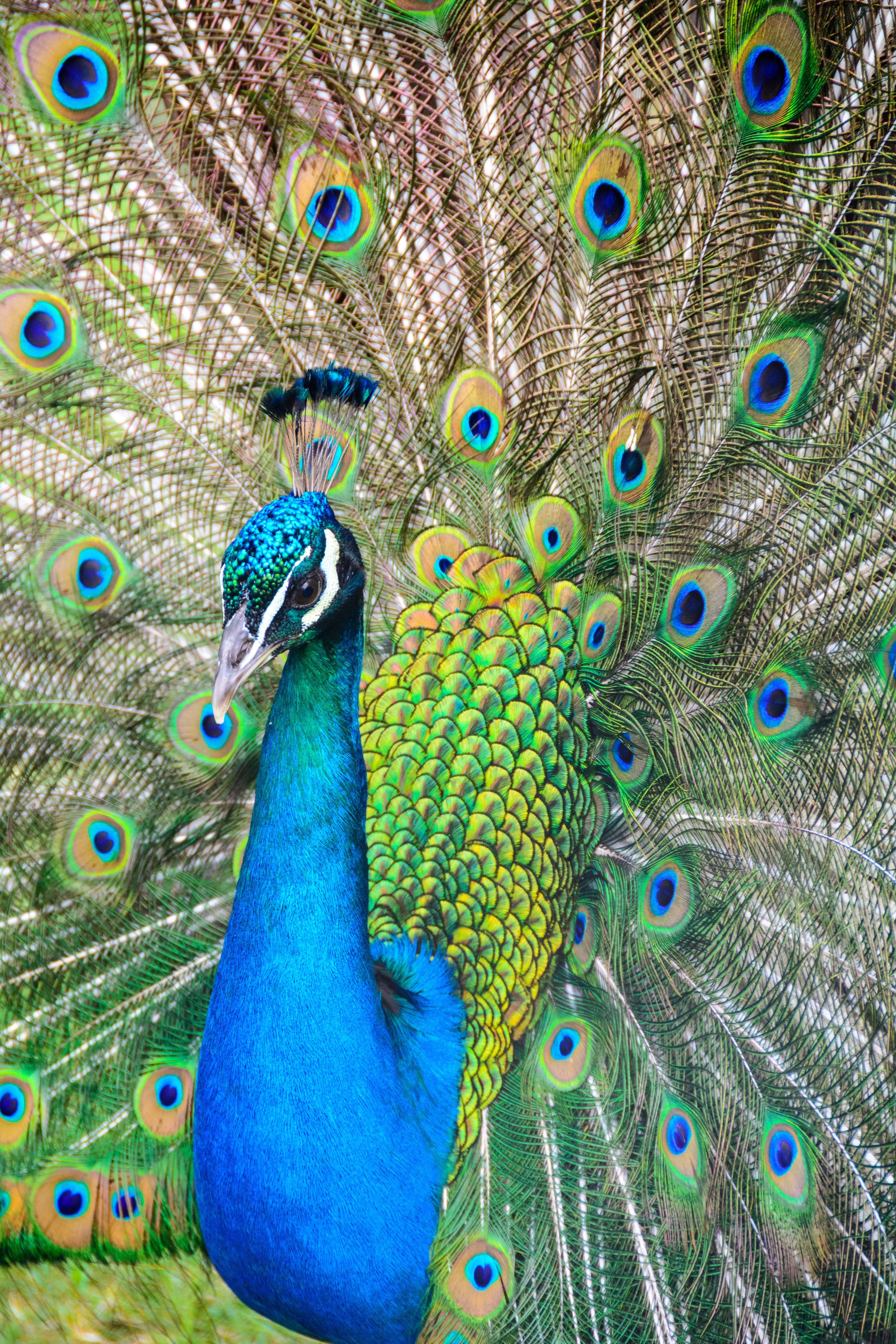 peacock wallpaper,peafowl,feather,bird,galliformes,beak