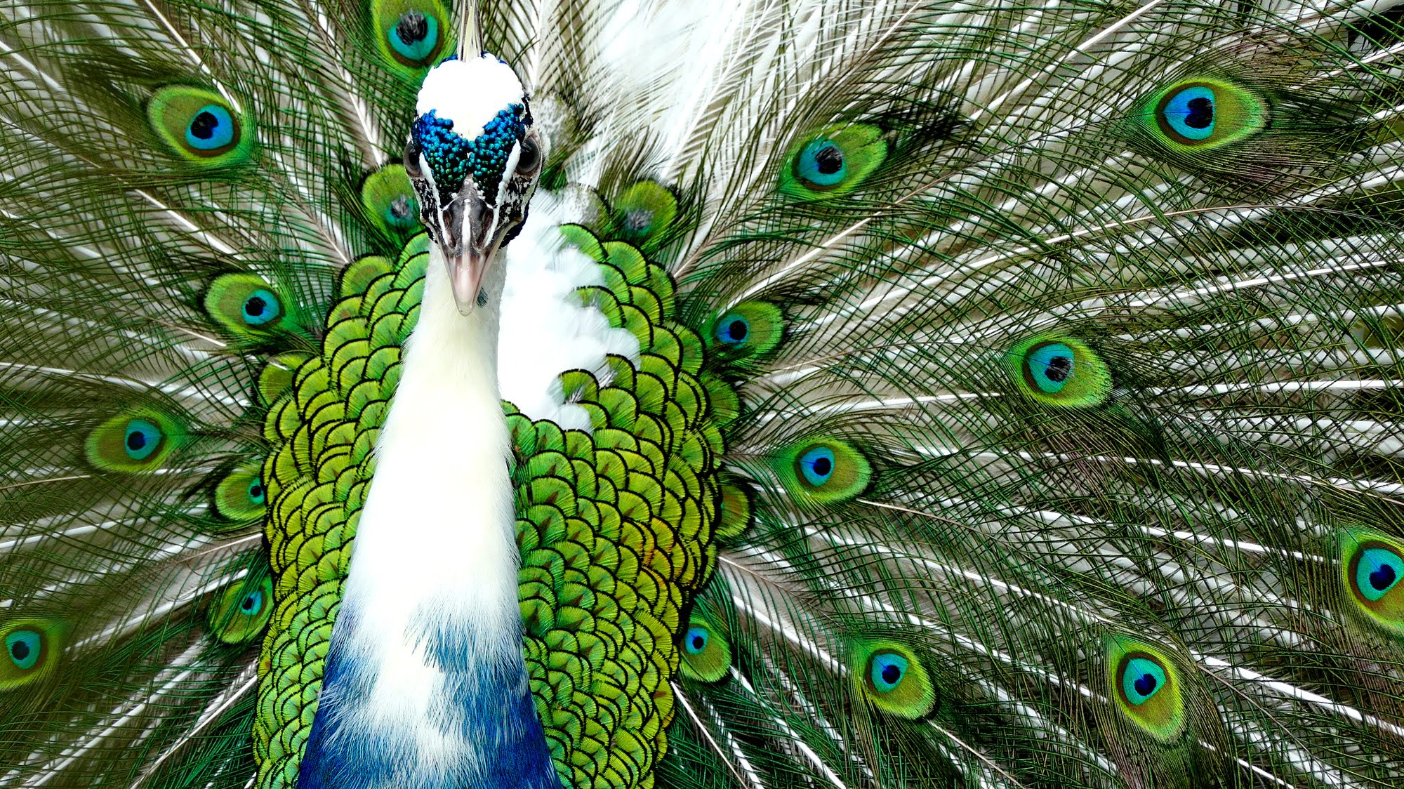 peacock wallpaper,peafowl,feather,green,bird,phasianidae