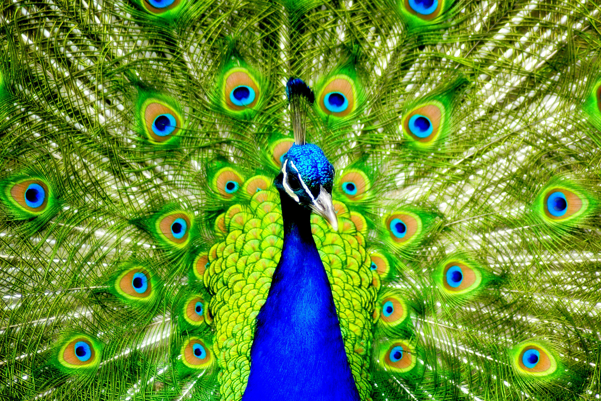 peacock wallpaper,peafowl,feather,bird,phasianidae,galliformes