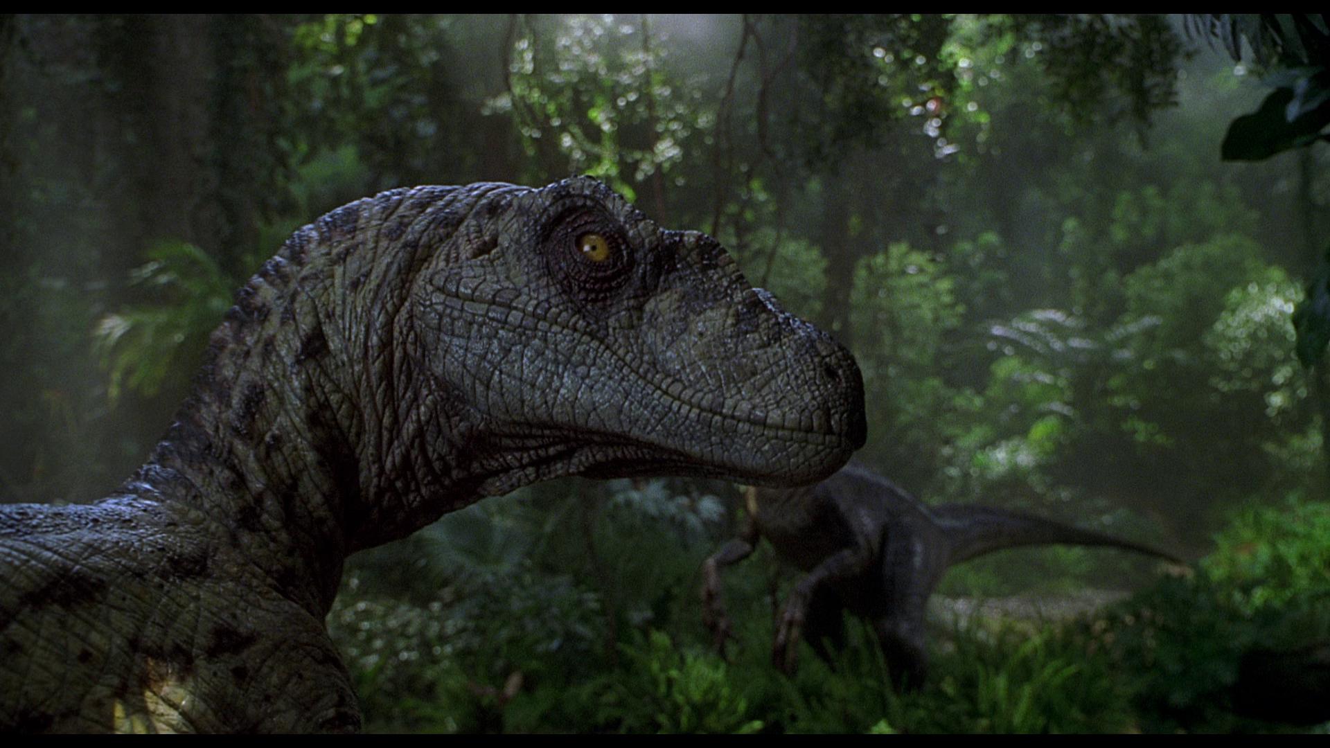fond d'écran de dinosaure,dinosaure,tyrannosaure,velociraptor,animal terrestre,troodon