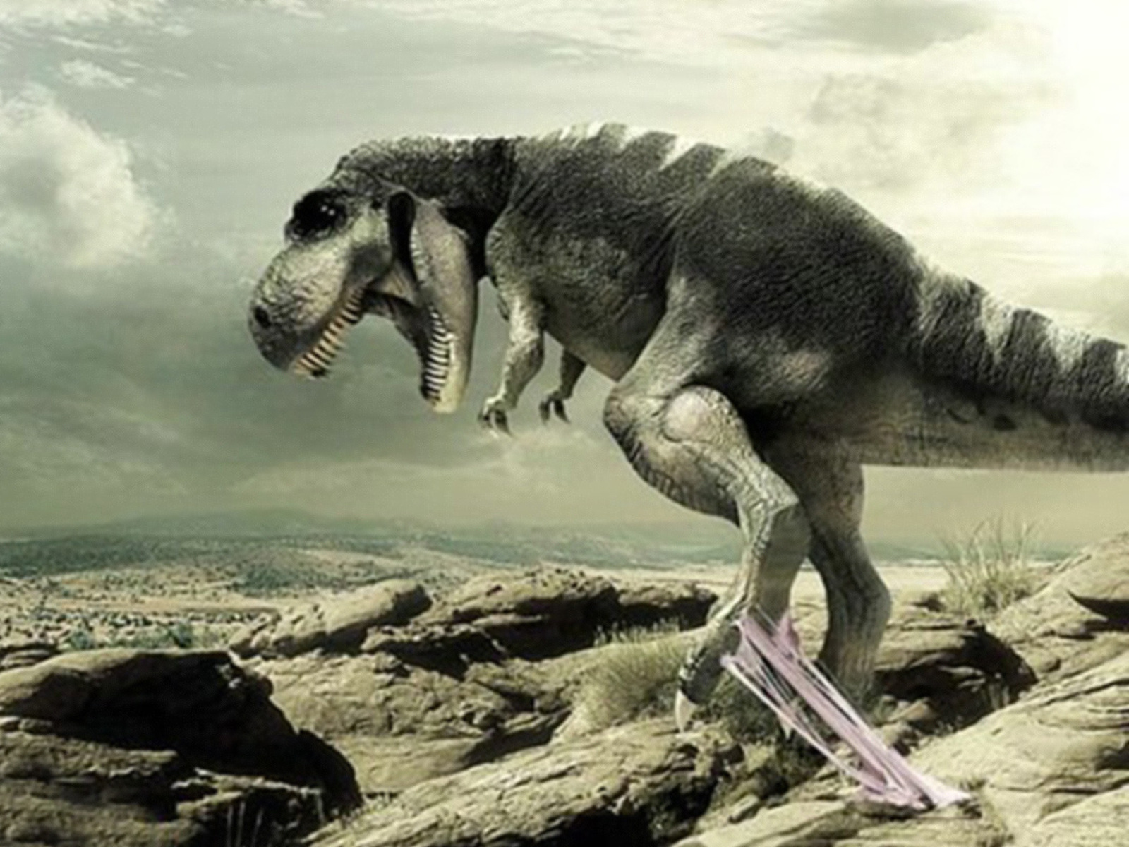 carta da parati dinosauro,dinosauro,tirannosauro,velociraptor,troodon,animale terrestre