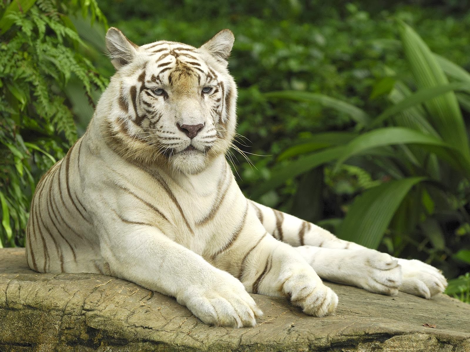 lustige tapeten,tiger,bengalischer tiger,tierwelt,landtier,sibirischer tiger