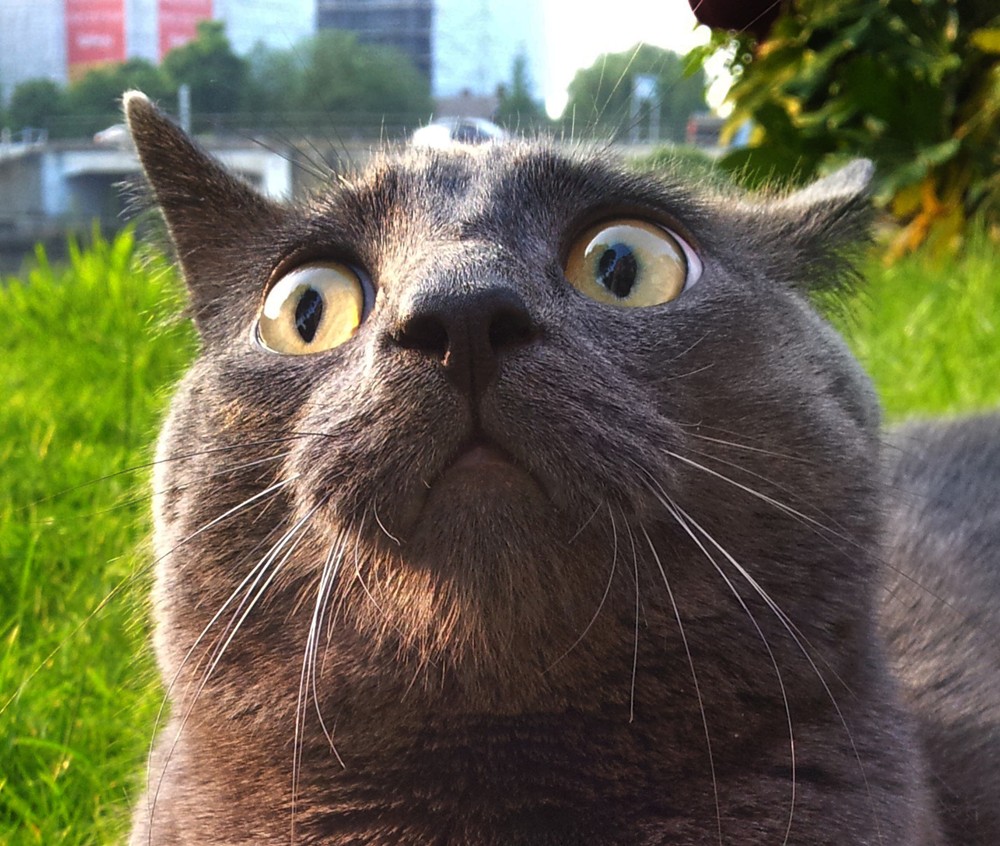 sfondi divertenti,gatto,gatti di piccola e media taglia,barba,felidae ...