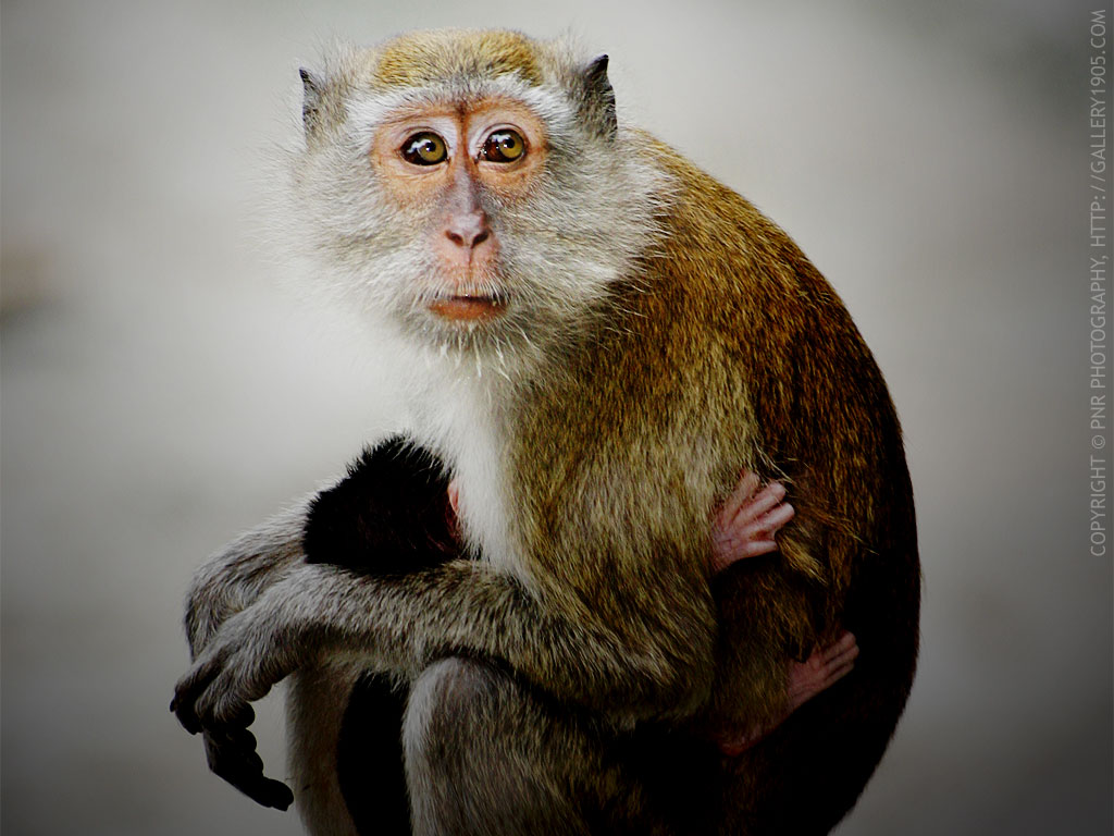 fonds d'écran drôles,macaque rhésus,macaque,primate,museau,guenon