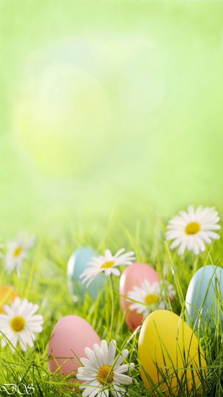 carta da parati di pasqua,natura,prato,erba,fiore,camomilla