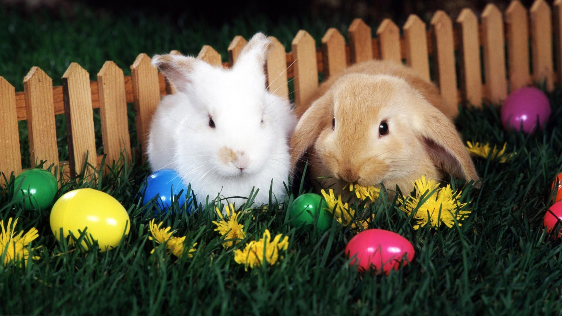 fond d'écran de pâques,lapin domestique,lapin,lapins et lièvres,lapin de pâques,herbe