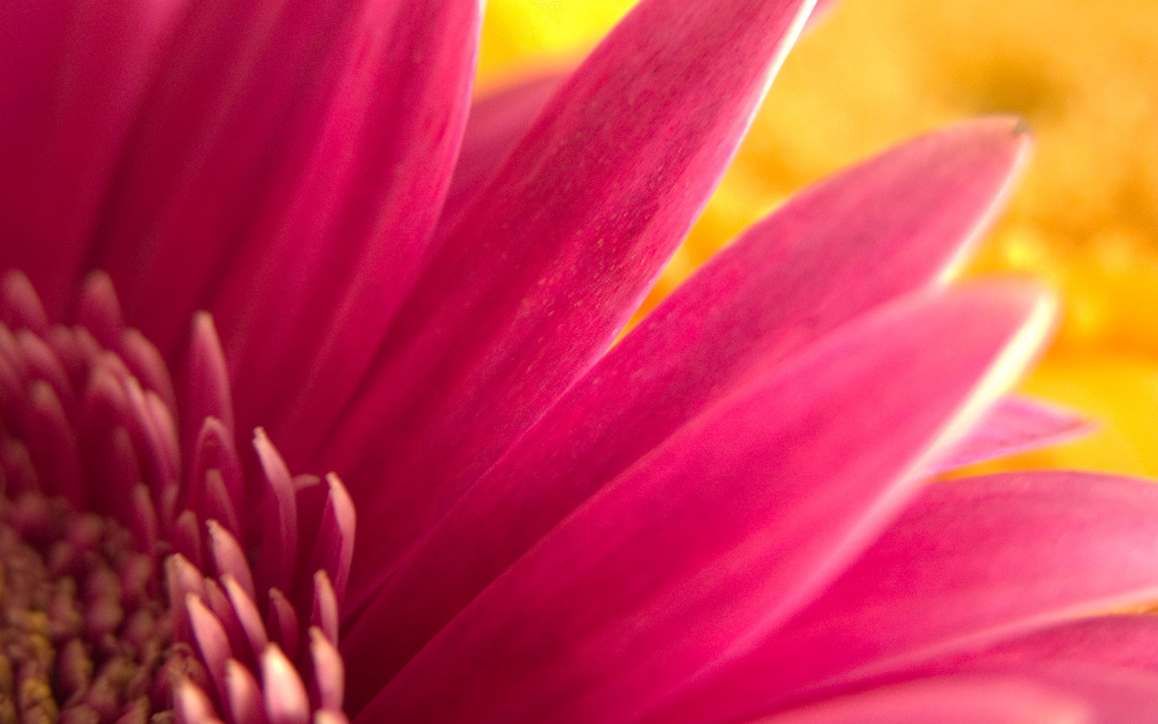 fiore sfondi hd,fiore,petalo,pianta fiorita,rosa,macrofotografia