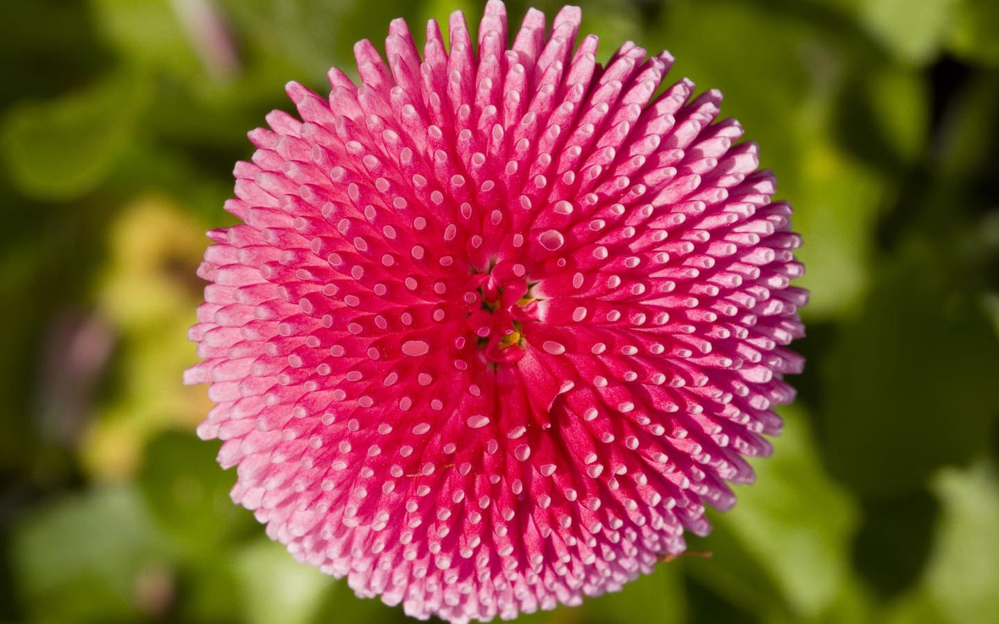 flor fondos de pantalla hd,flor,planta,planta floreciendo,rosado,banksia