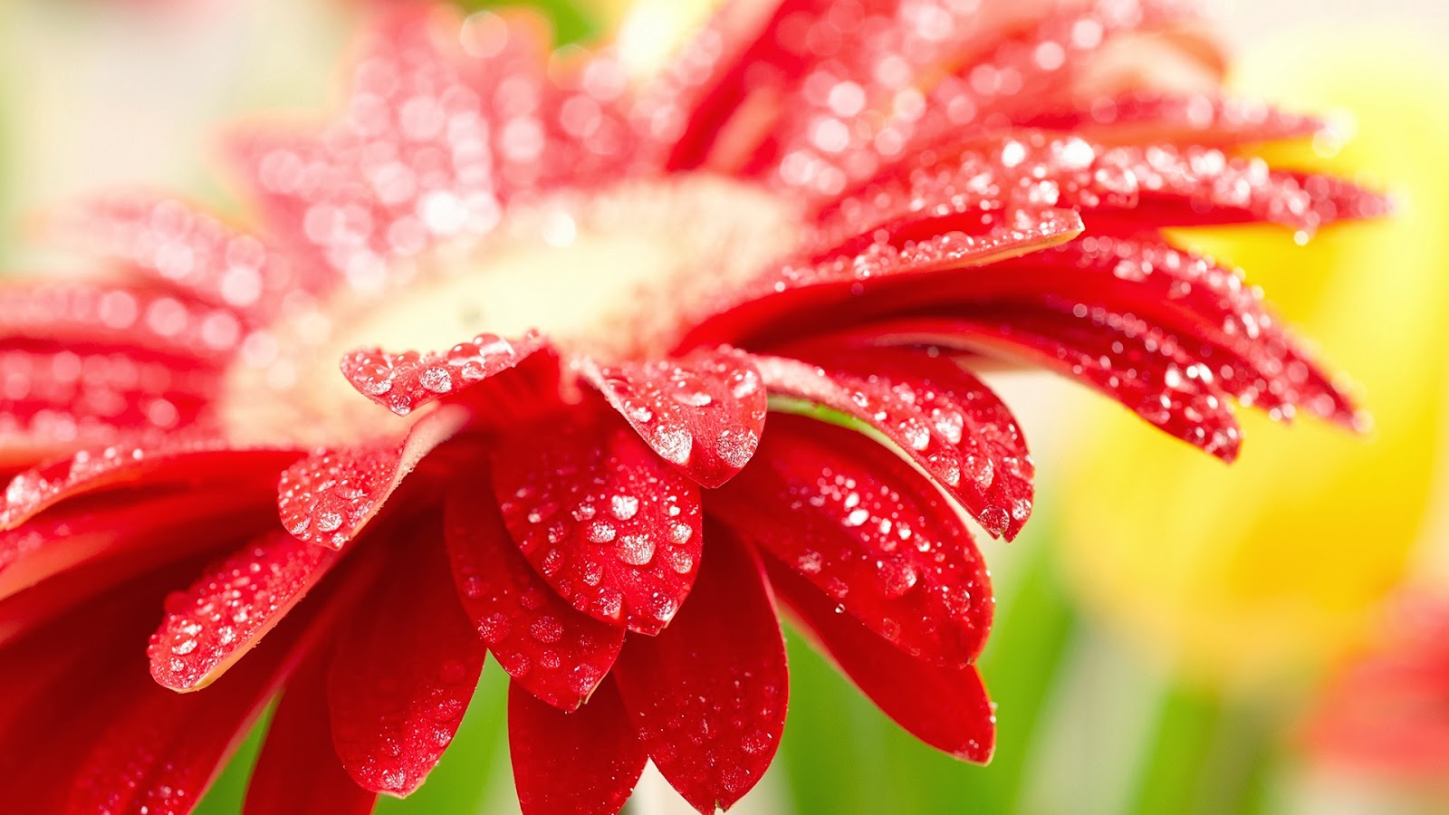 blumentapete hd,barberton gänseblümchen,rot,blume,wasser,gerbera