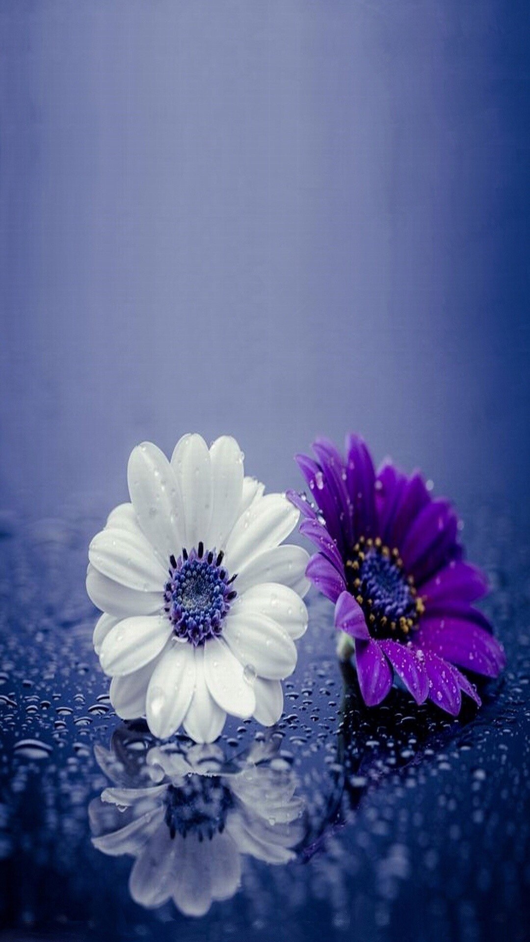 花の壁紙のhd,バイオレット,花弁,紫の,青い,花