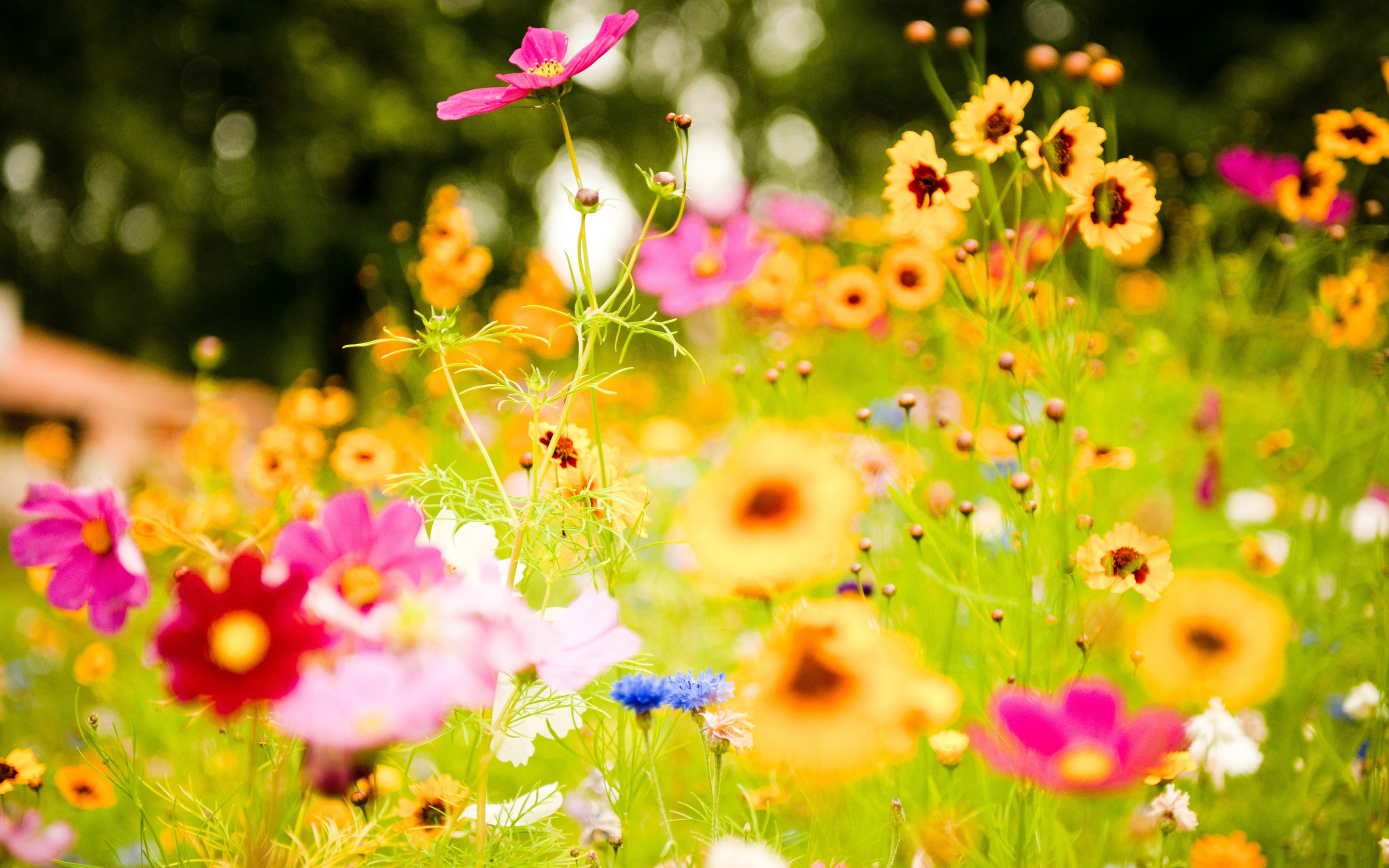 fond d'écran fleur hd,fleur,plante à fleurs,cosmos de jardin,plante,fleurs sauvages