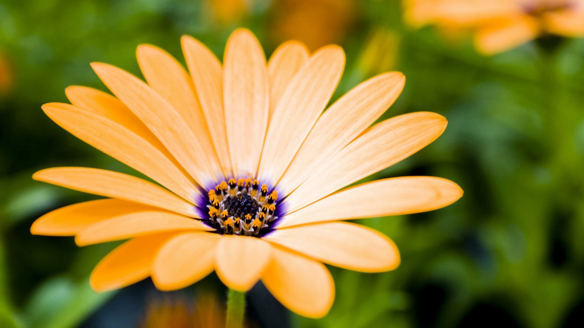 flower wallpaper hd,flower,petal,african daisy,yellow,green