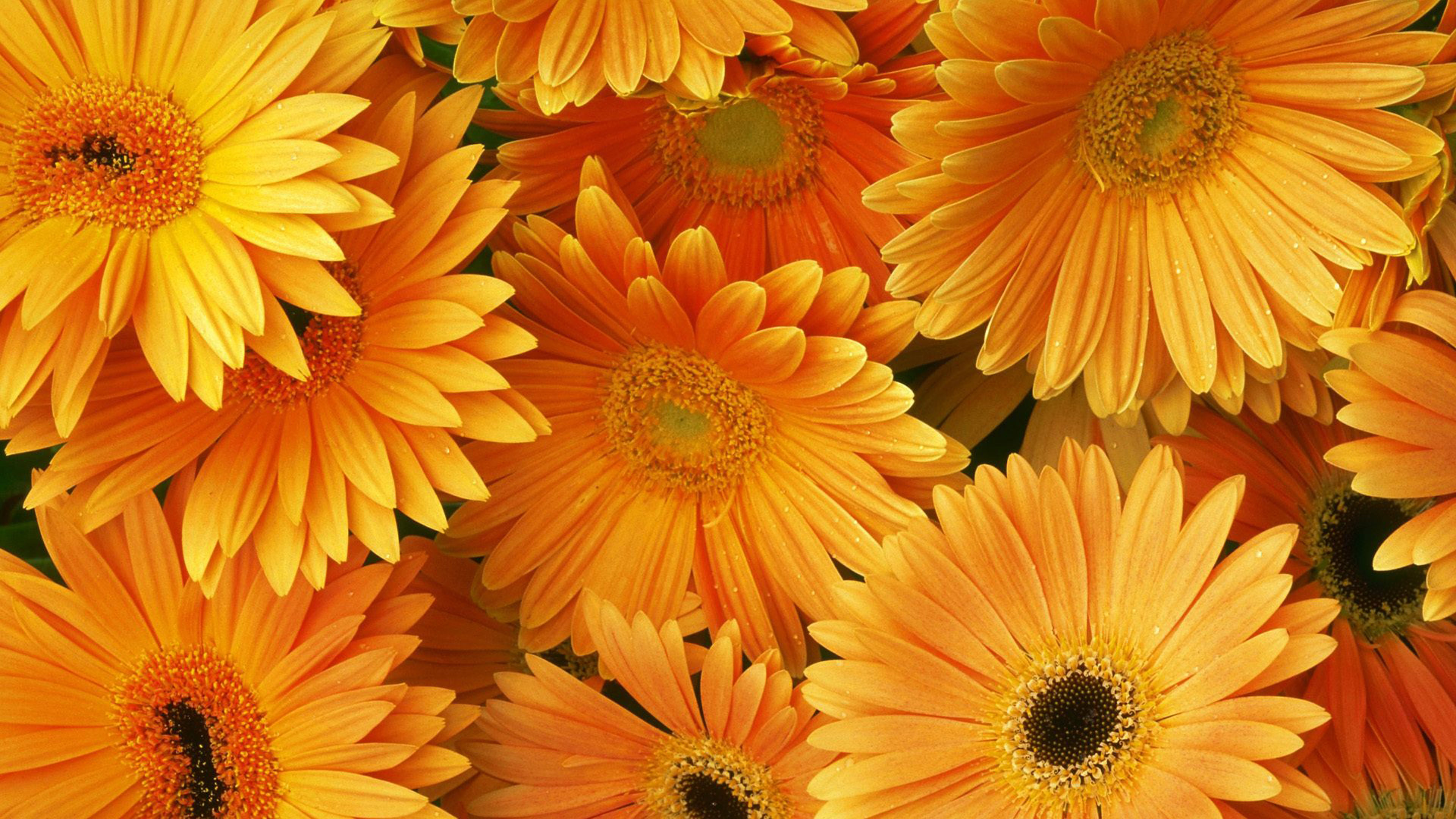 flower wallpaper hd,flower,flowering plant,barberton daisy,english marigold,gerbera