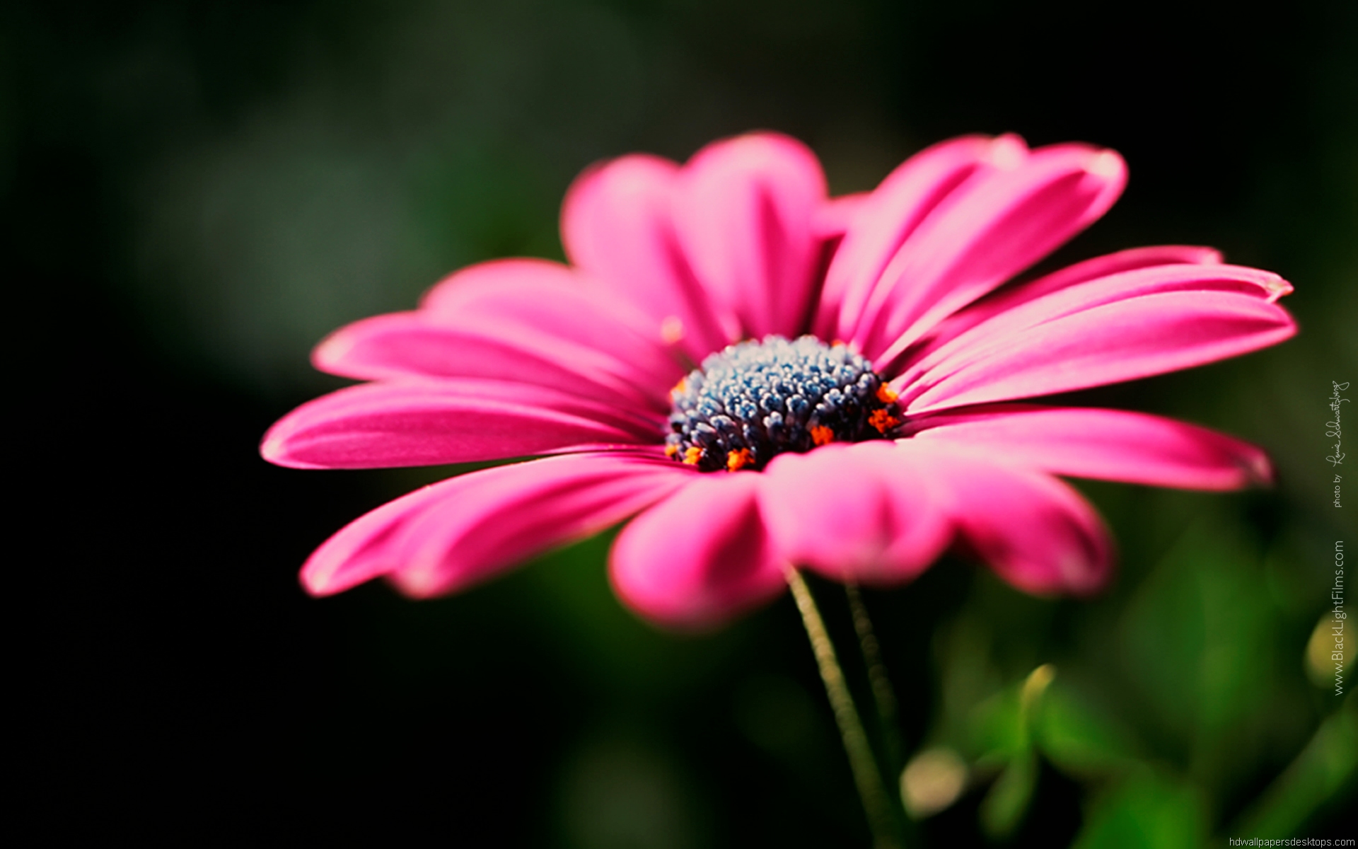 flor fondos de pantalla hd,flor,planta floreciendo,pétalo,margarita barberton,margarita africana