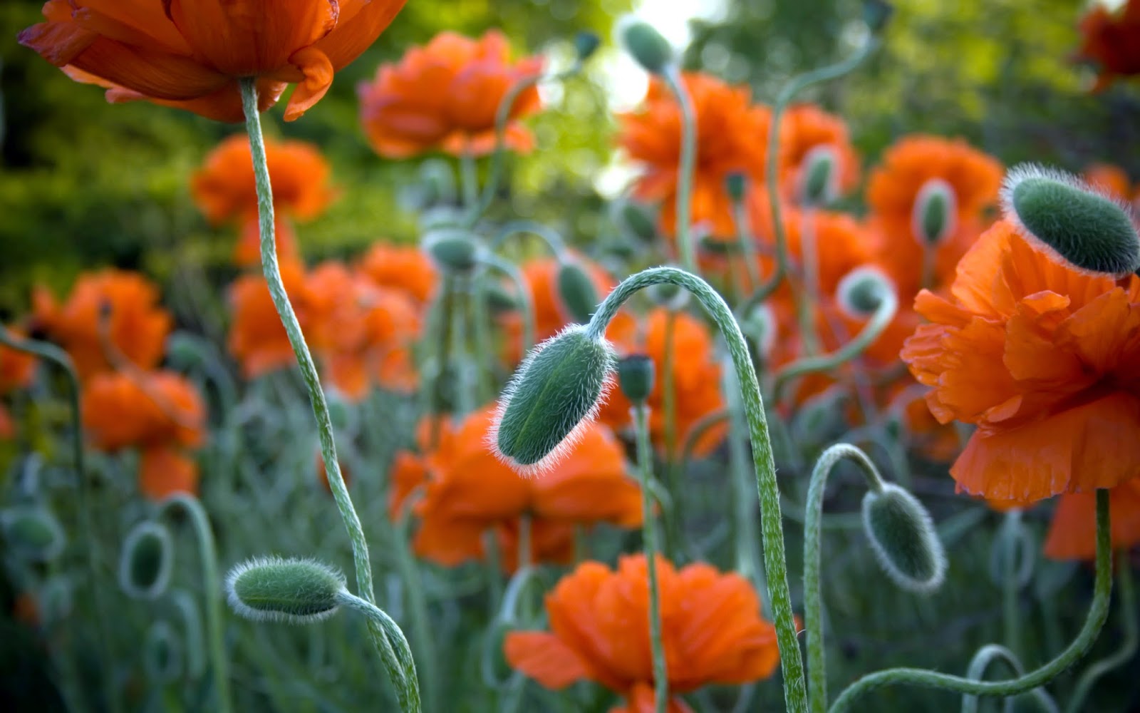 fond d'écran fleur hd,fleur,plante à fleurs,plante,pétale,orange