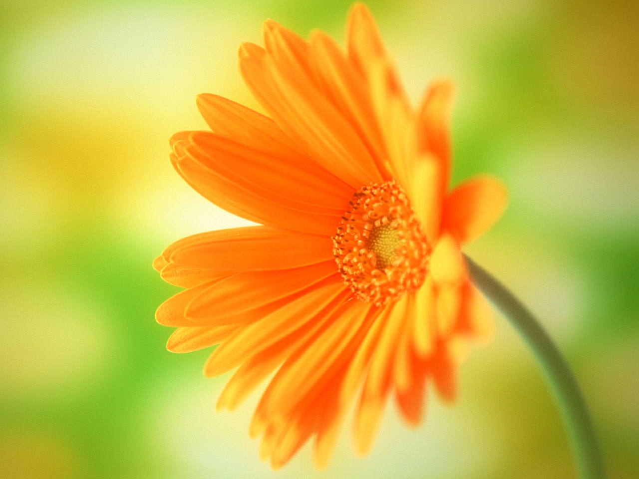 flor fondos de pantalla hd,planta floreciendo,flor,naranja,pétalo,amarillo