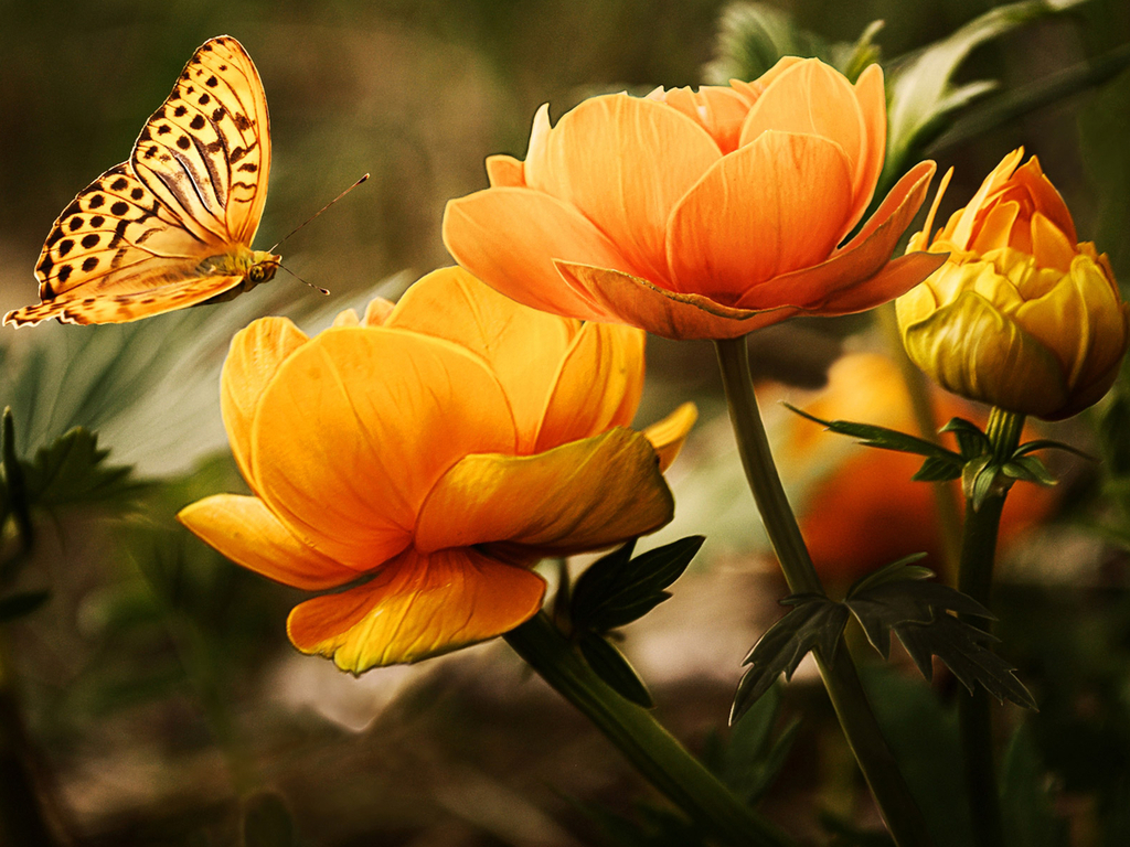 blumentapete hd,schmetterling,natur,motten und schmetterlinge,insekt,orange