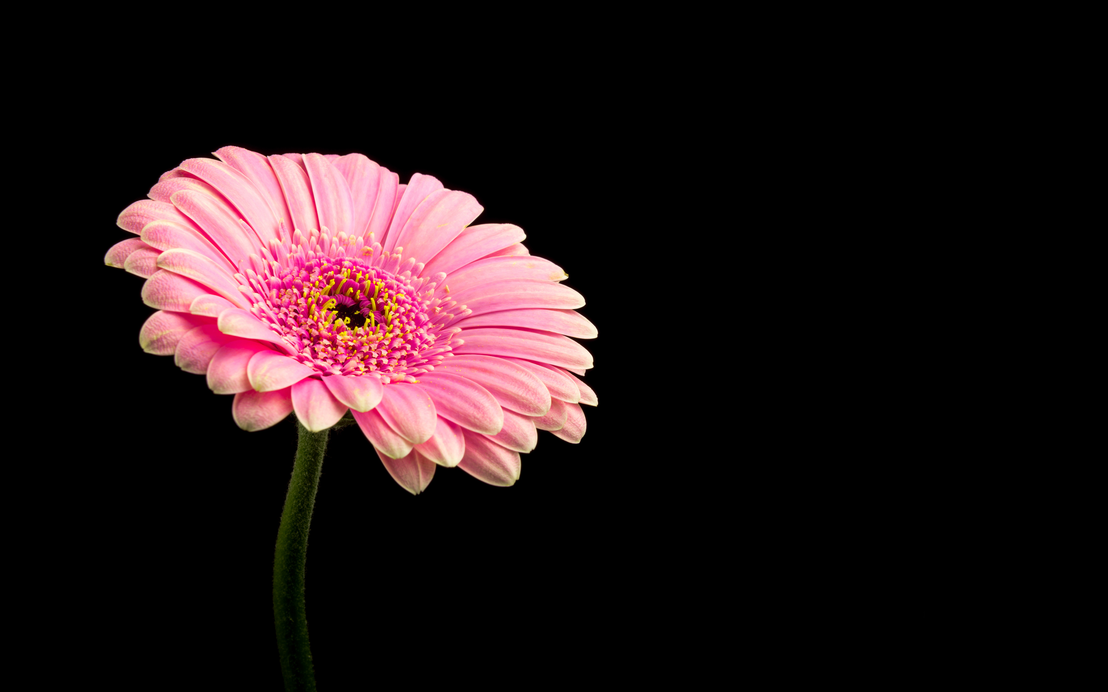flor fondos de pantalla hd,flor,planta floreciendo,margarita barberton,gerbera,rosado