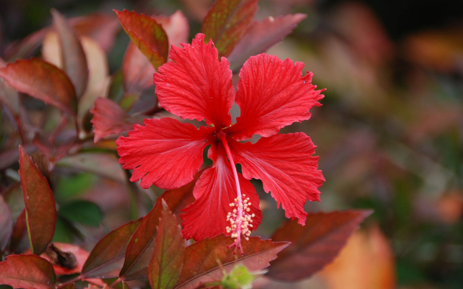 flor fondos de pantalla hd,planta floreciendo,flor,pétalo,rojo,planta