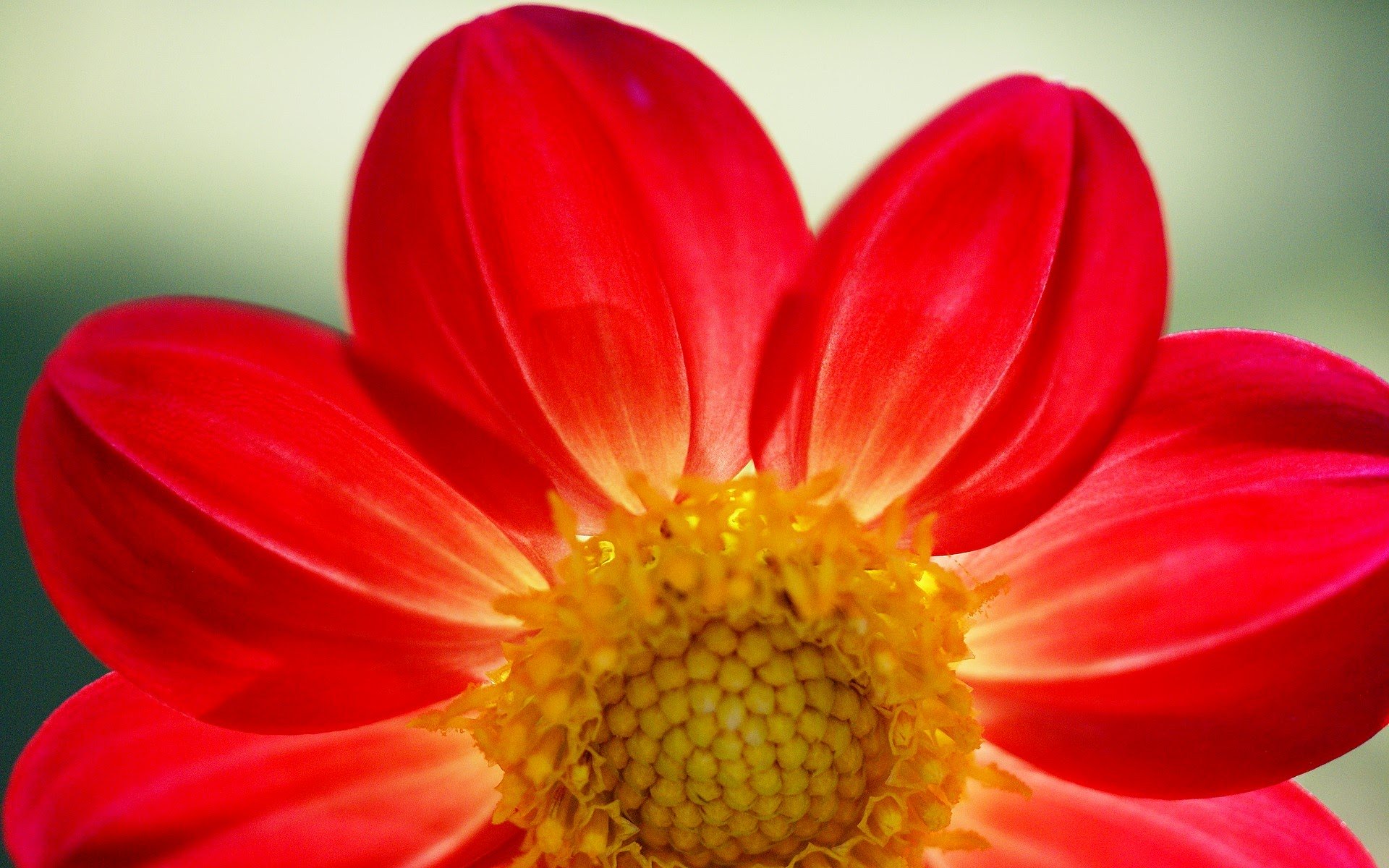 花の壁紙のhd,花,花弁,開花植物,赤,黄