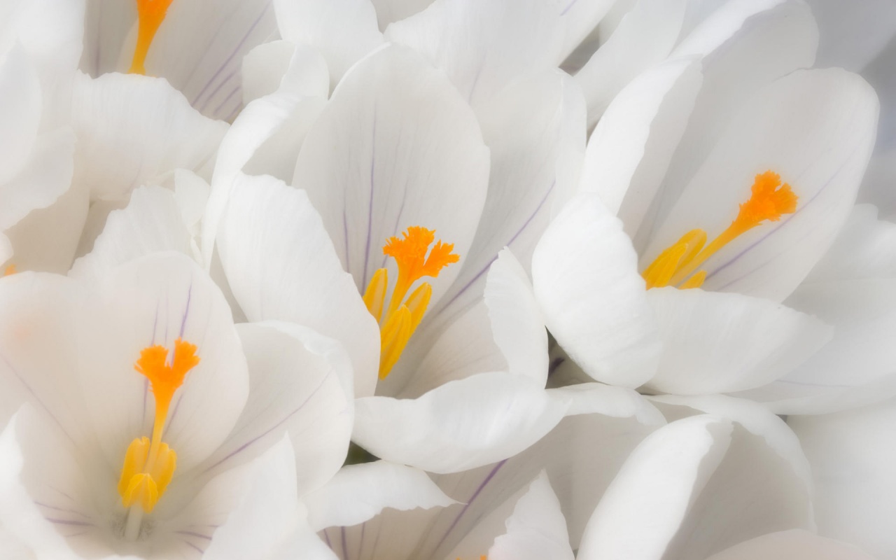 flor fondos de pantalla hd,blanco,pétalo,flor,azafrán de primavera,planta