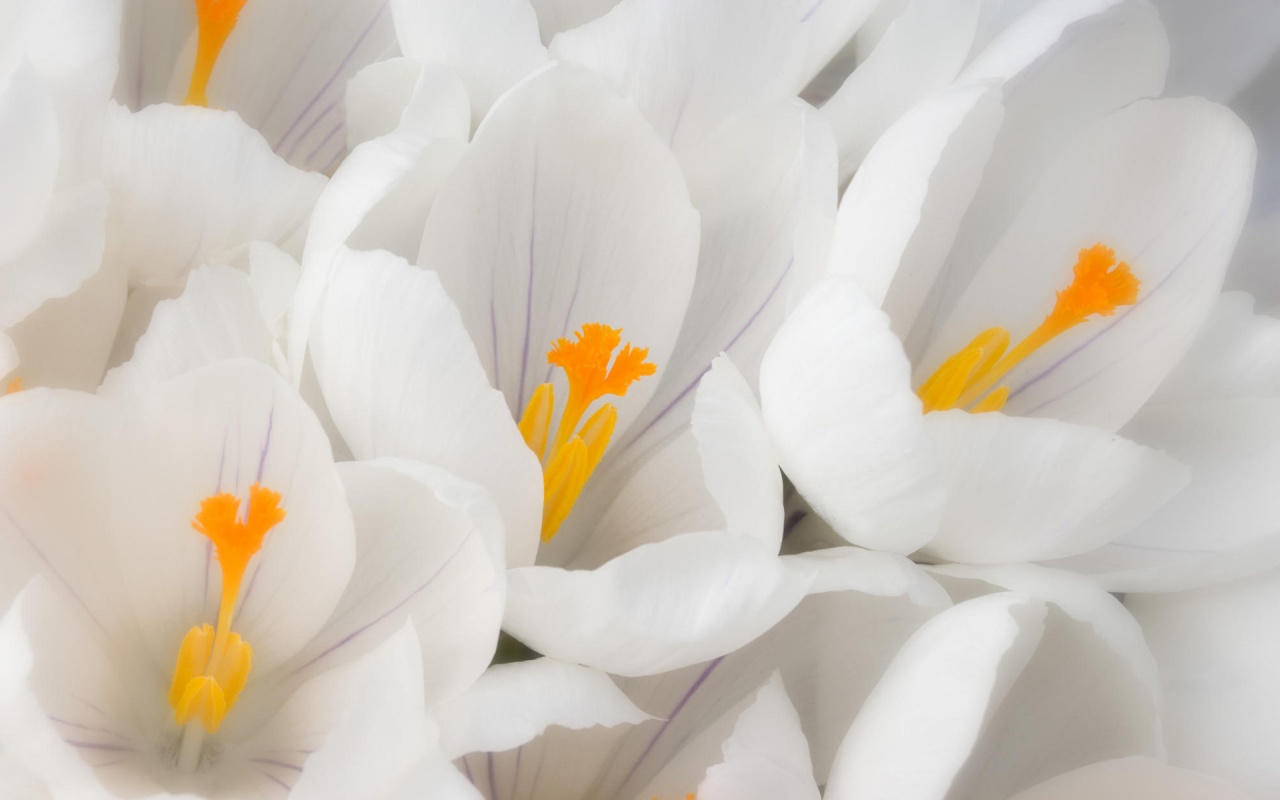 flower wallpaper hd,white,petal,flower,spring crocus,plant