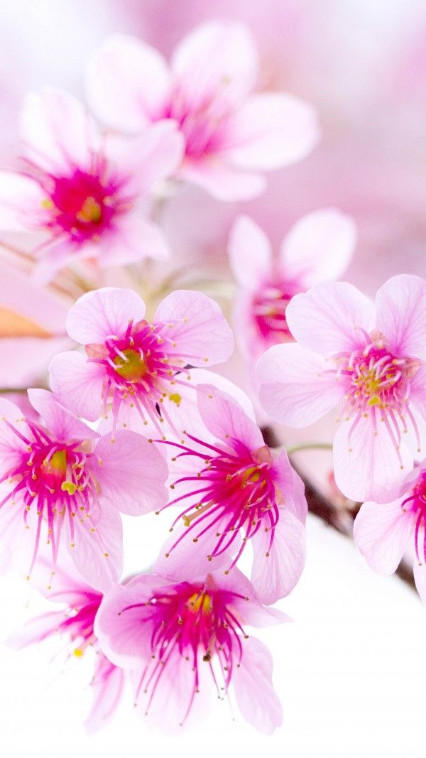 flor fondos de pantalla hd,flor,planta floreciendo,pétalo,rosado,planta