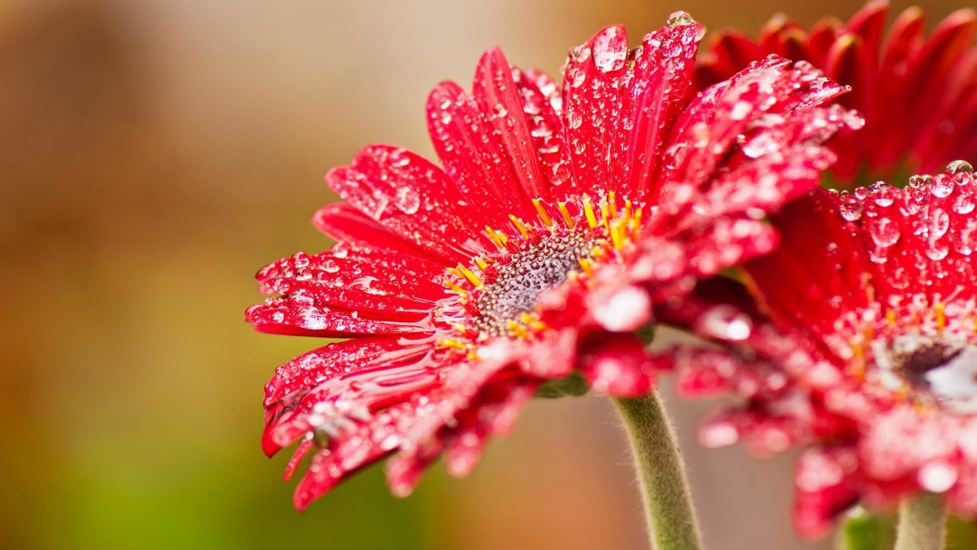 flower wallpaper hd,flower,barberton daisy,red,petal,gerbera