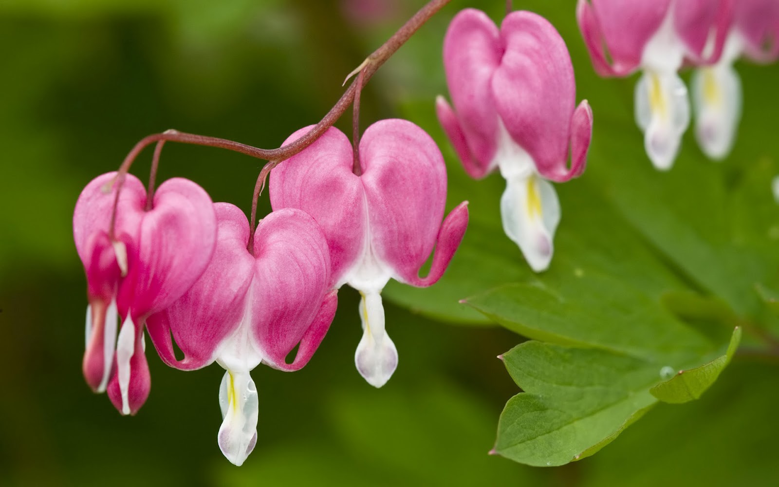 flower wallpaper hd,pacific bleeding heart,flower,plant,pink,flowering plant