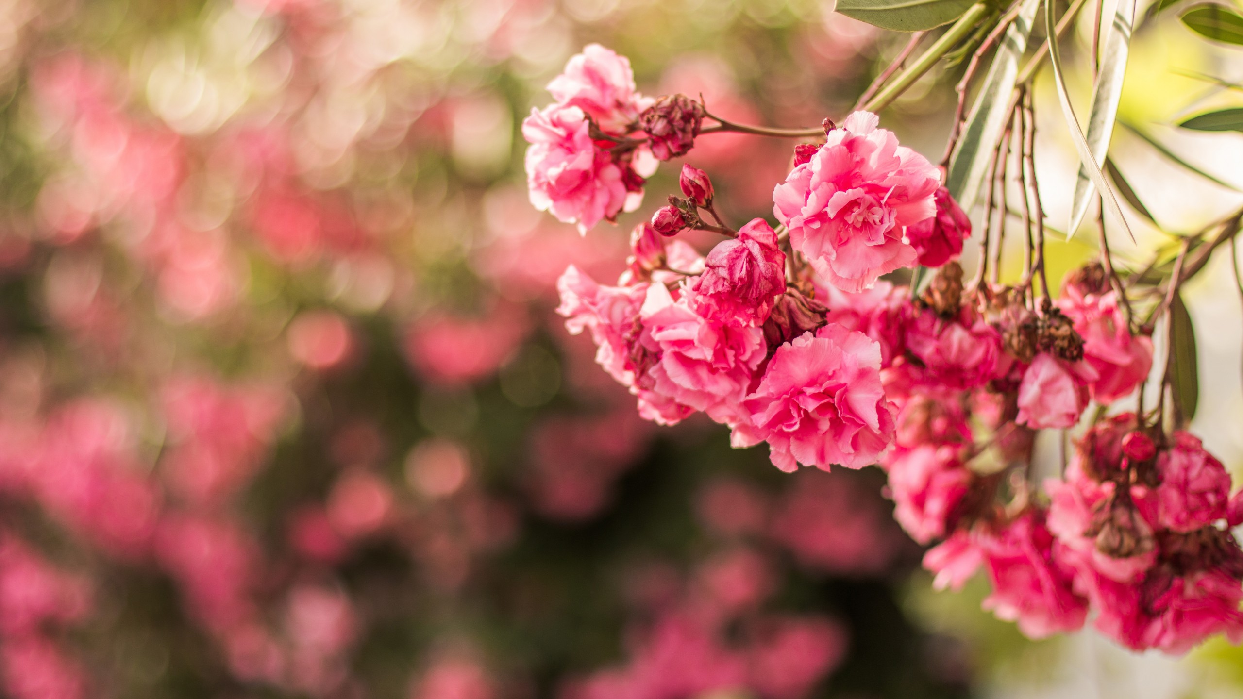 花の壁紙のhd,花,ピンク,春,工場,花弁