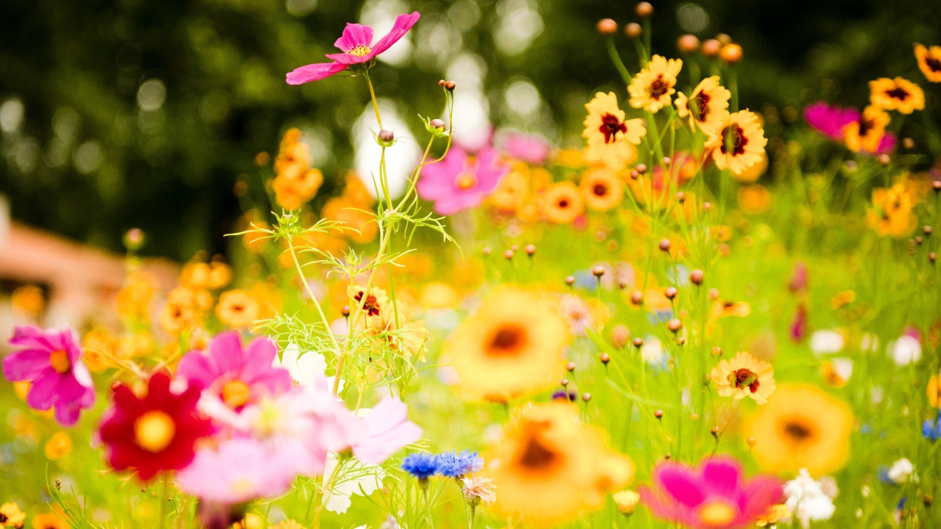 flower wallpaper hd,flower,flowering plant,garden cosmos,plant,petal