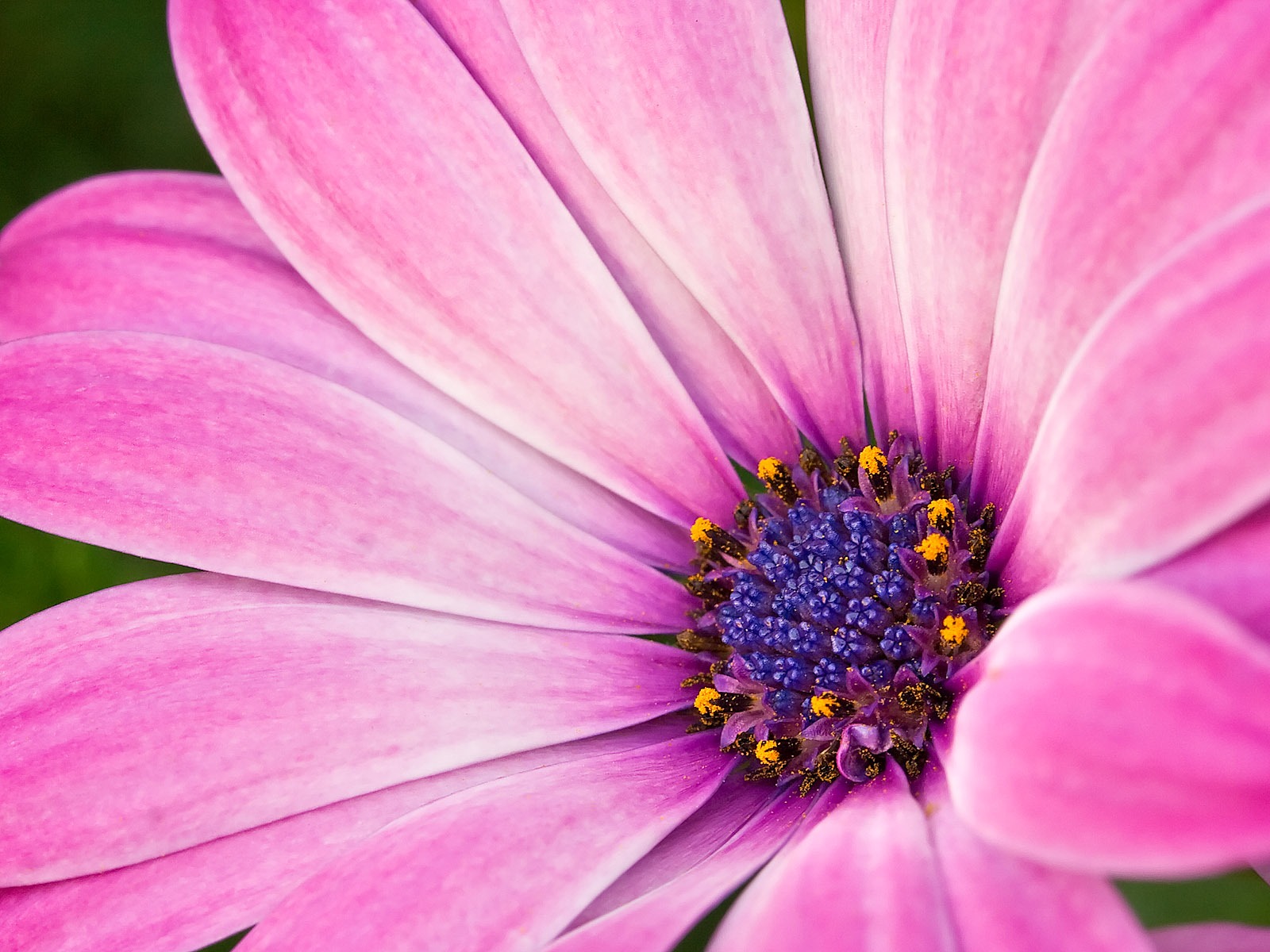 fond d'écran fleur hd,fleur,plante à fleurs,pétale,marguerite africaine,plante