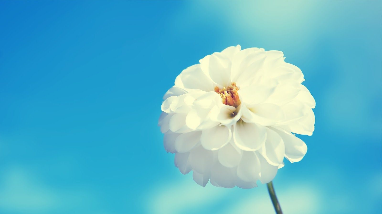 flower wallpaper hd,flower,petal,white,blue,sky