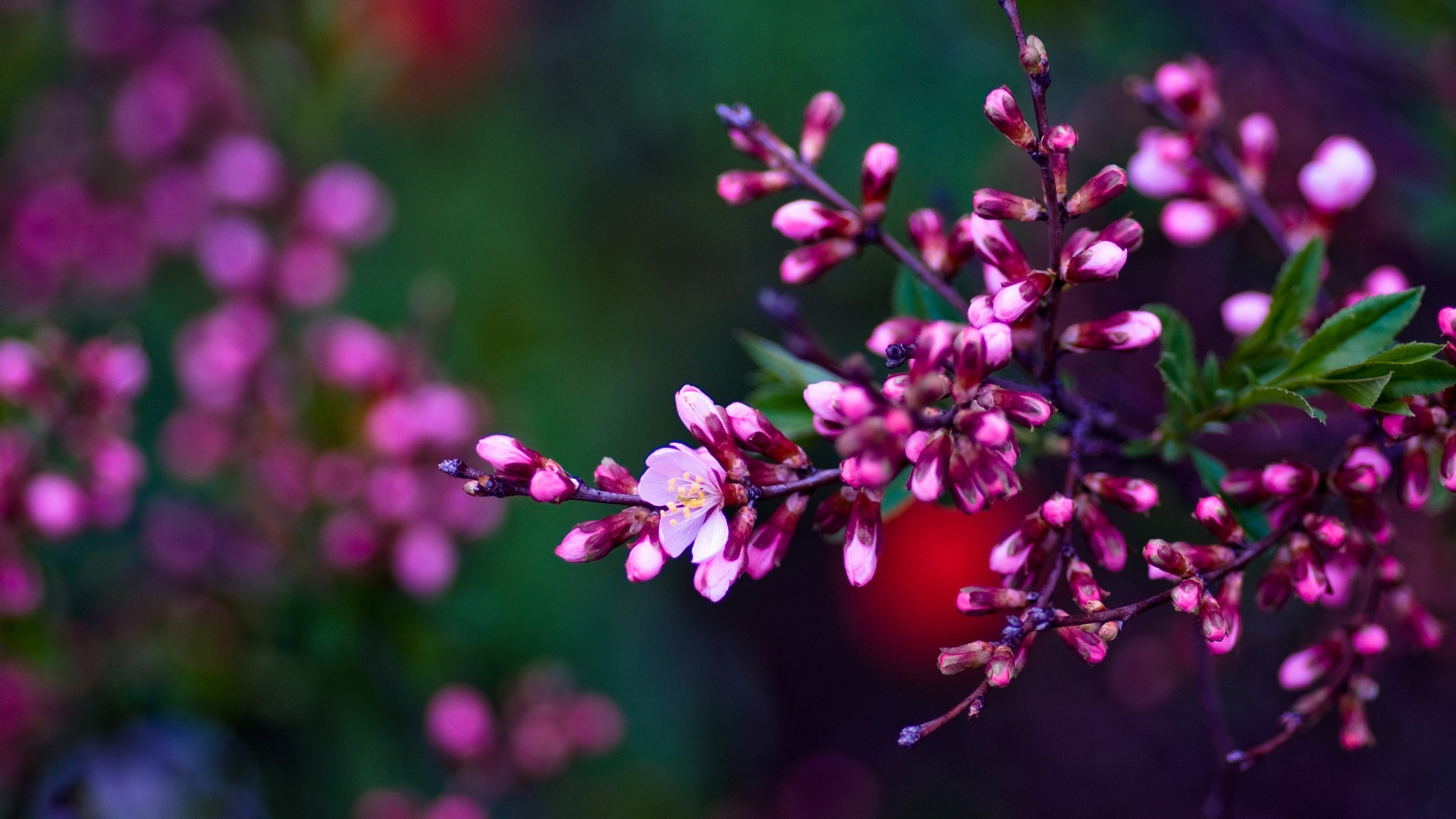 꽃 벽지 hd,꽃,분홍,라일락 꽃,봄,식물
